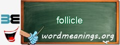 WordMeaning blackboard for follicle